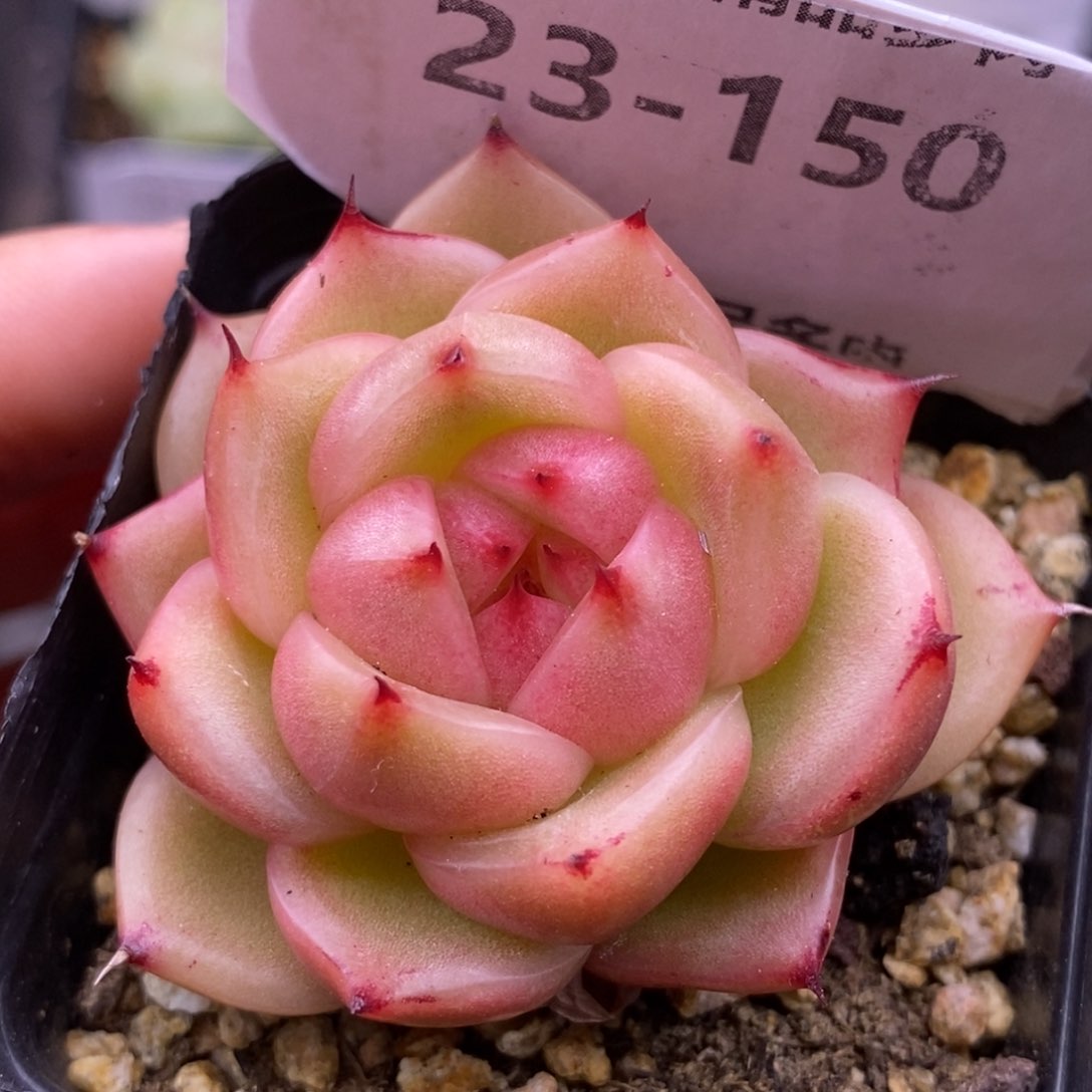 【闪购商品】23-150