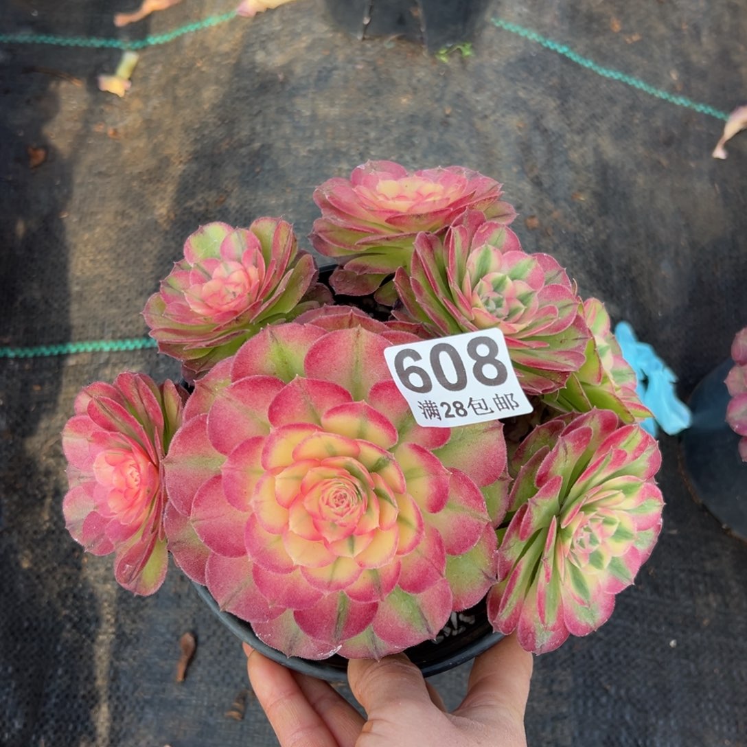 多肉植物608荔枝