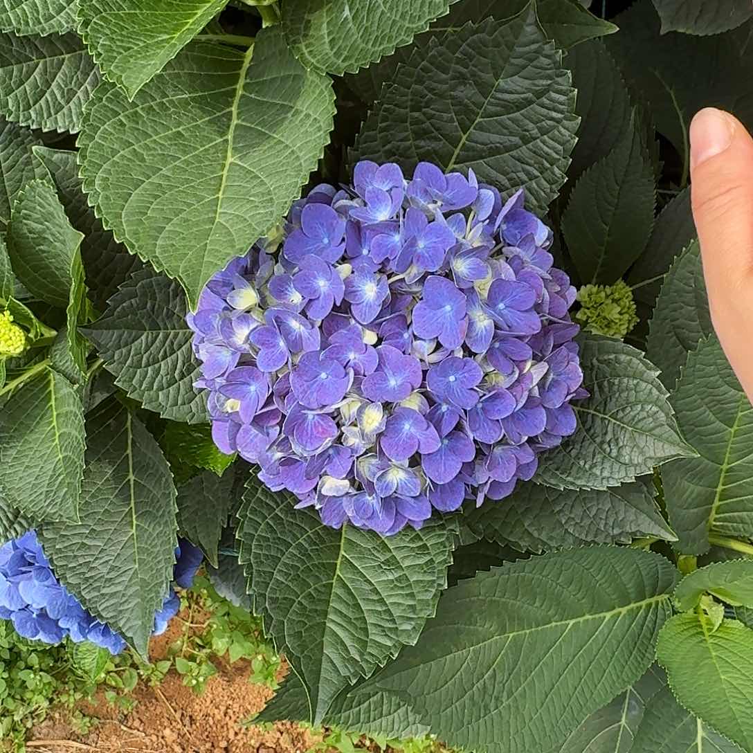 132 号！3支起顺丰空运包邮