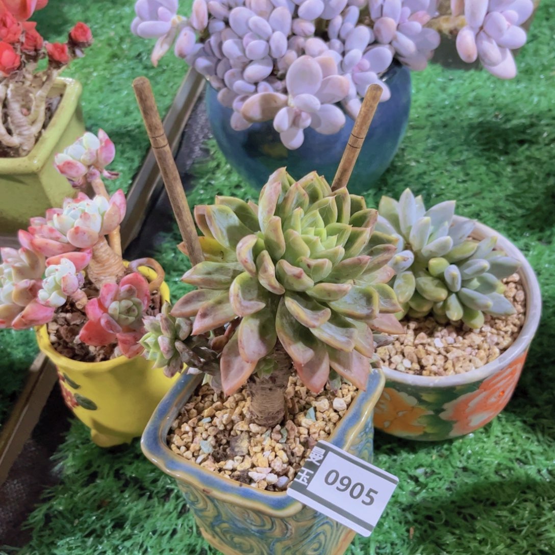 杂多肉多肉植物0905