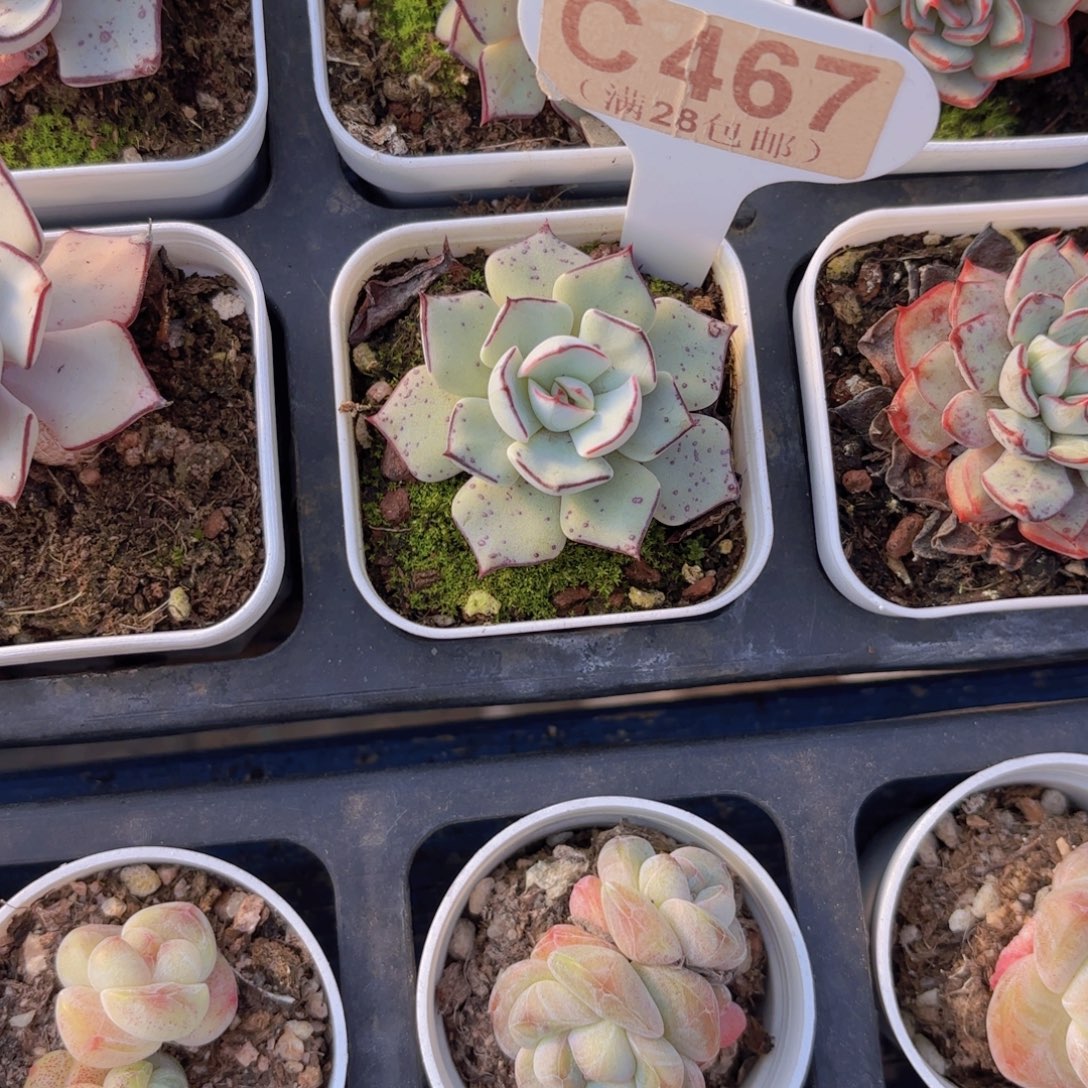 C467剑斯诺娃一物一拍