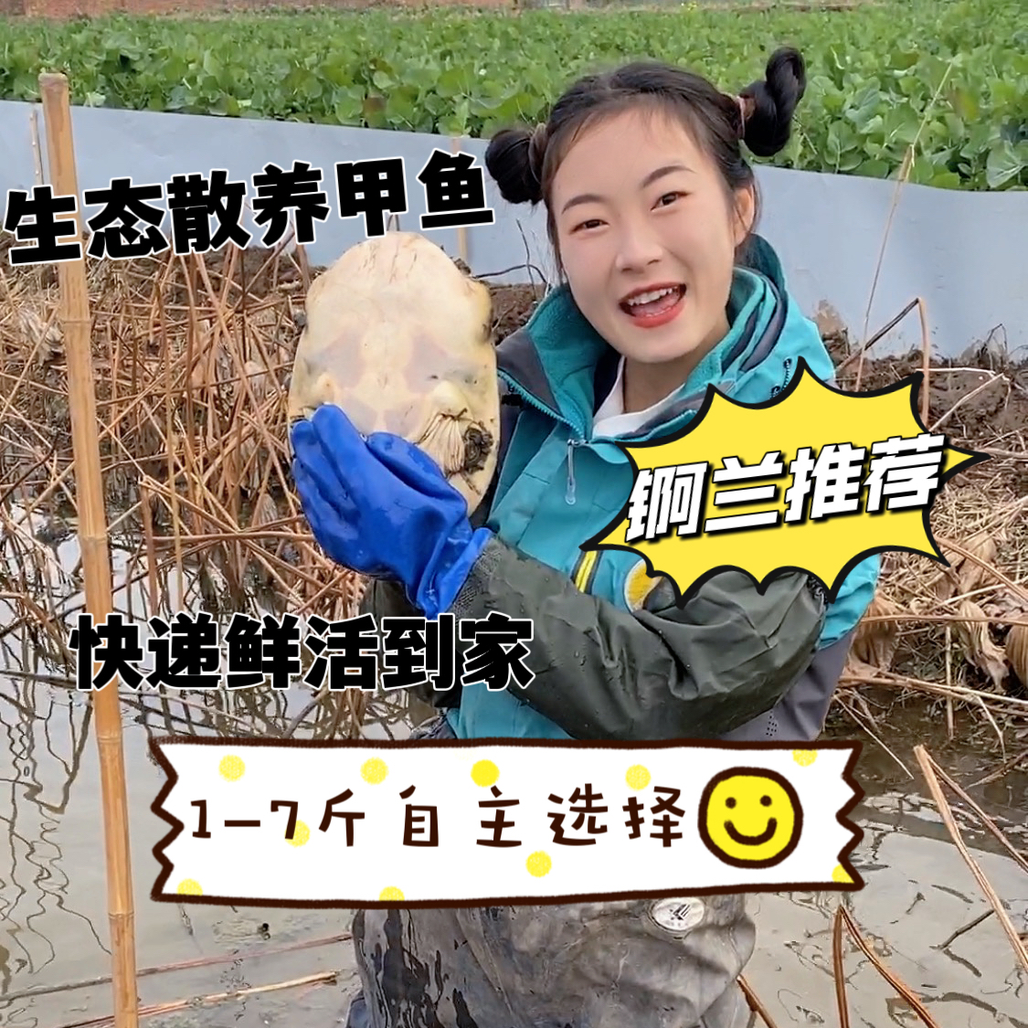 正常售卖，小表妹藕塘生态散养水鱼（活体）肉质鲜美