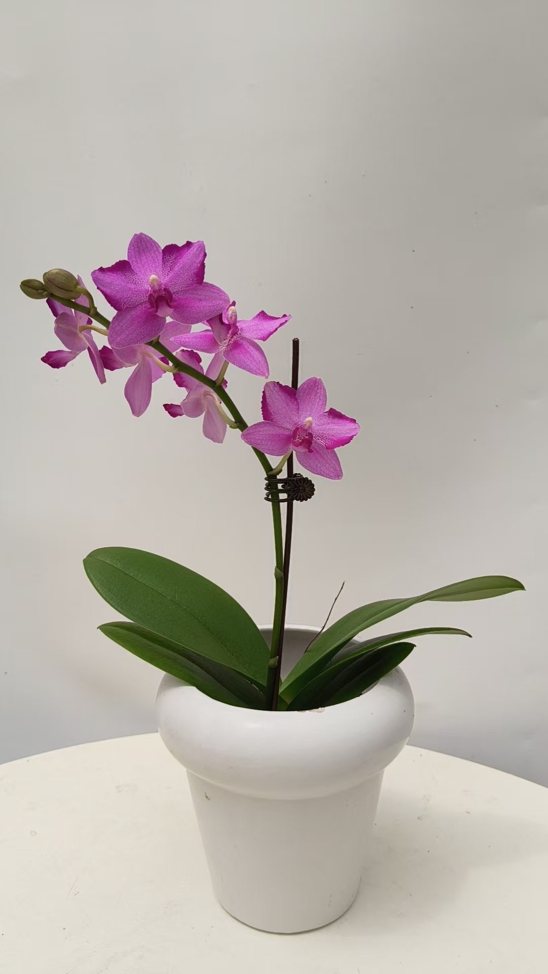 欢然花田培植蝴蝶兰（粉水晶）单梗 带花带花苞