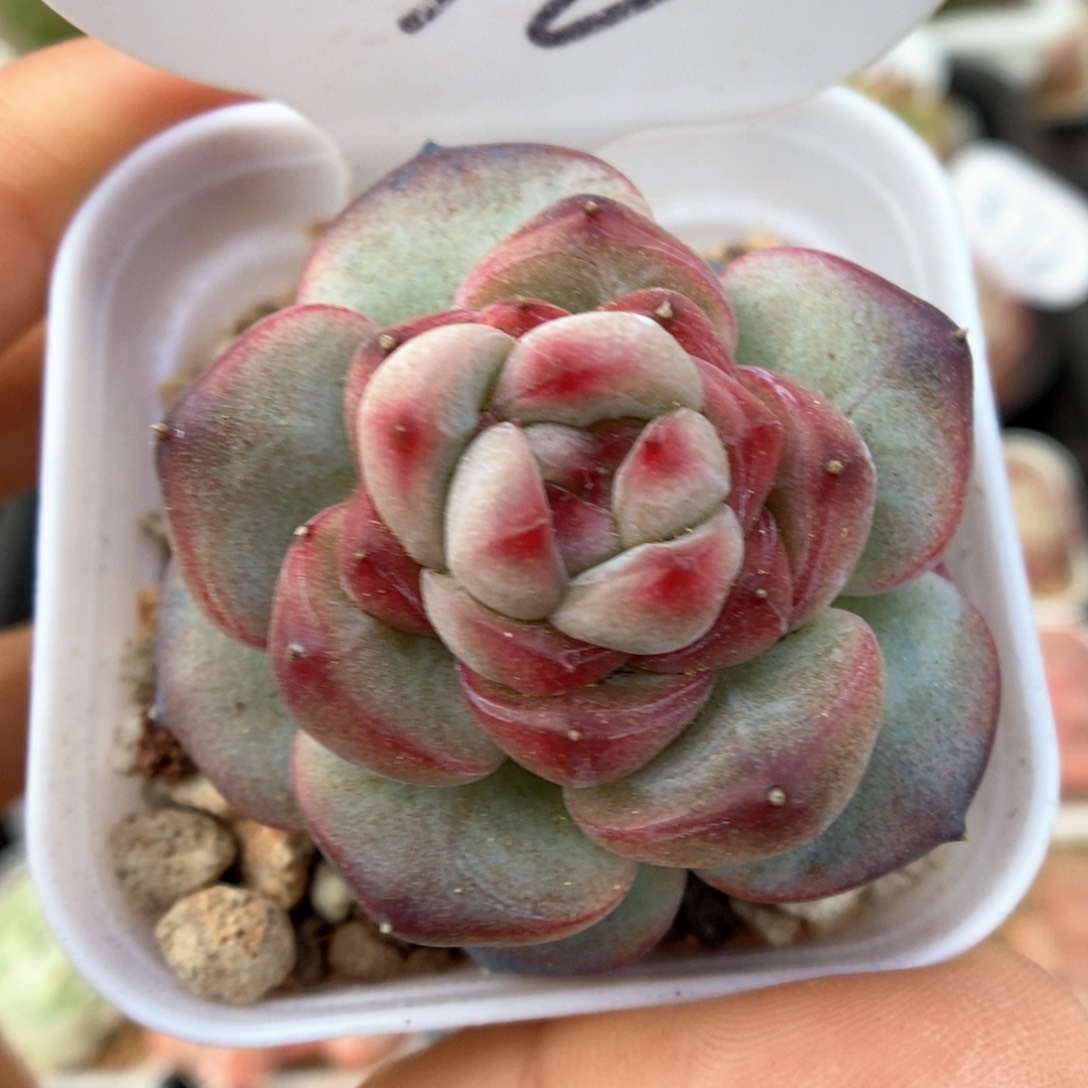 霞光可拍590号。    