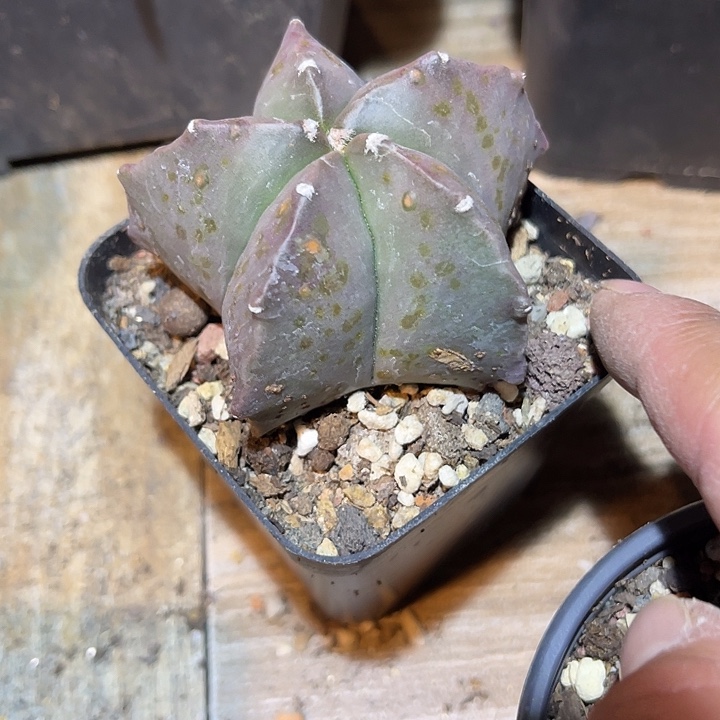 满38包邮2天凑单，脱土晾根发货多肉植物实生鸾凤玉