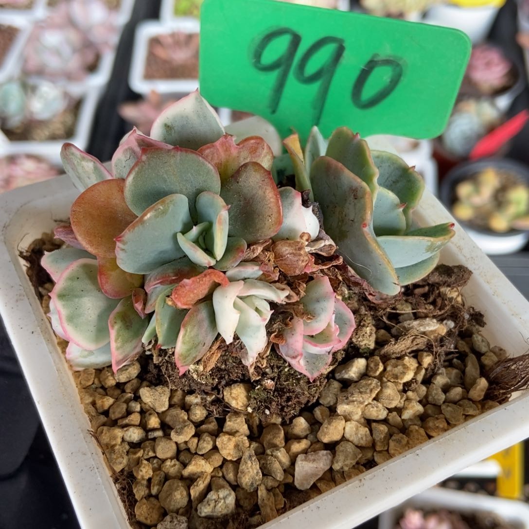 990伯克利锦多肉植物保护