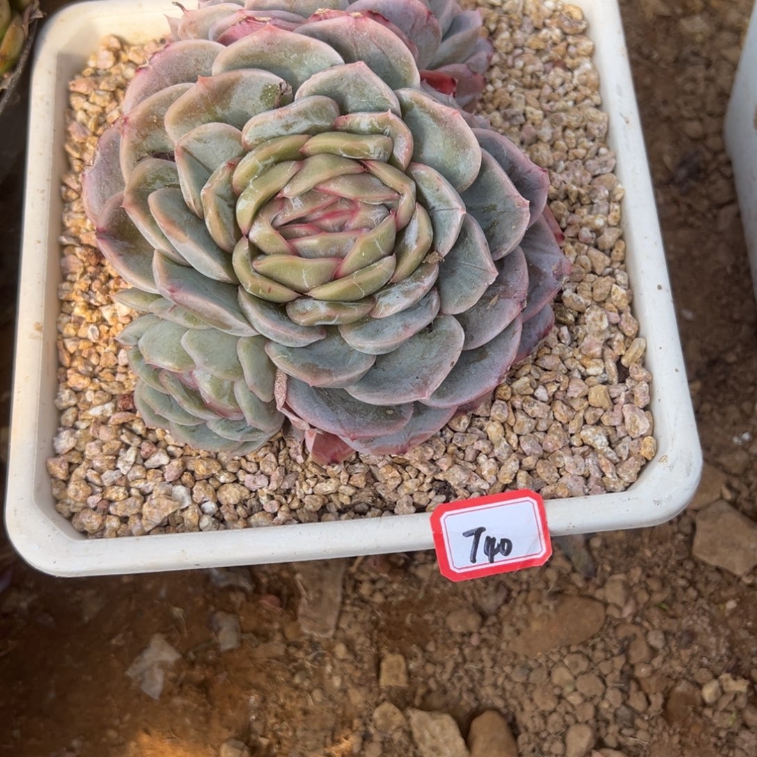 风***子精品多肉植物老桩