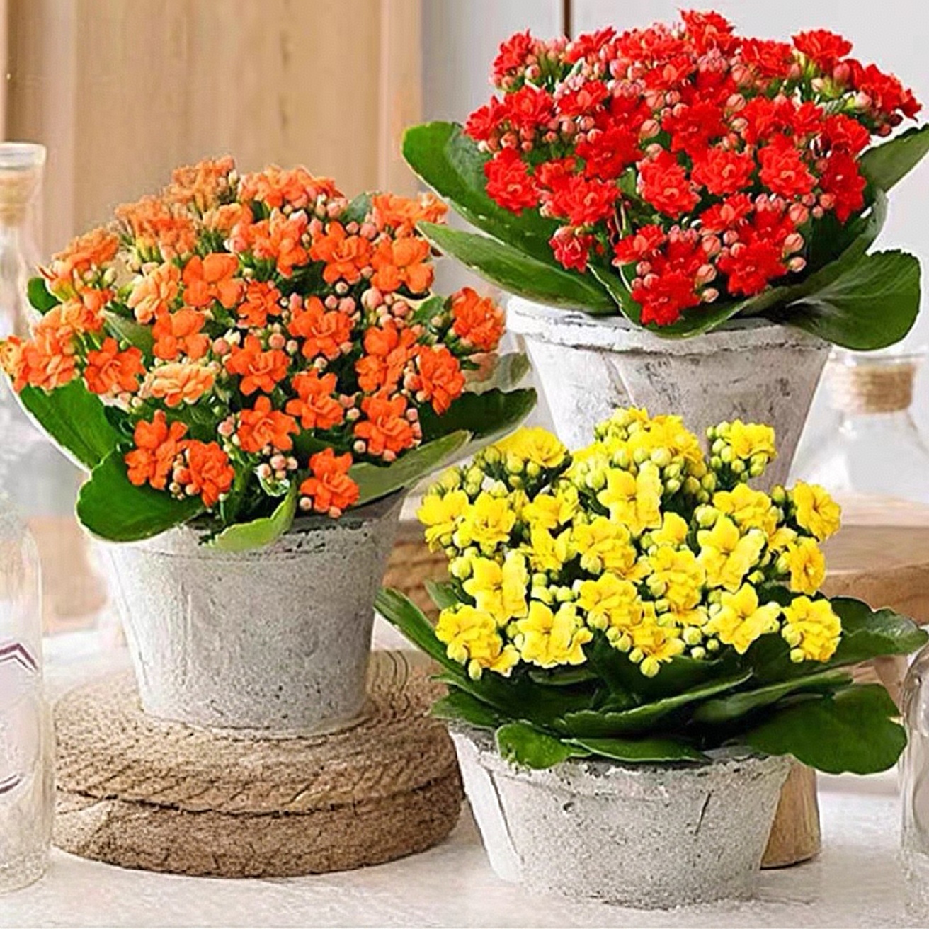 【颜色随机3盆】长寿花盆栽LY室内阳台植物重瓣大花苗四季开花好养