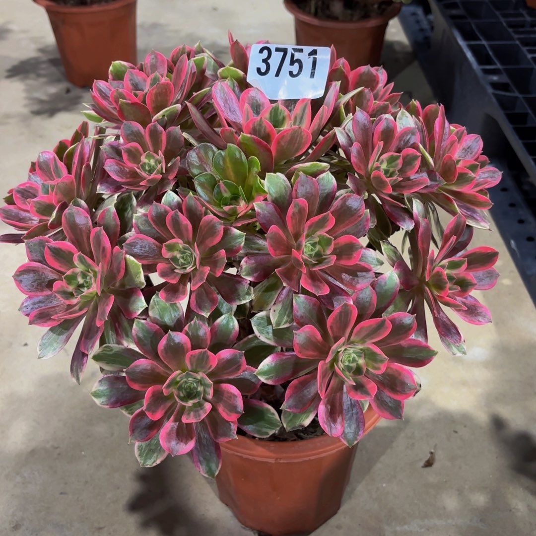 无花朵3751焕莎111111