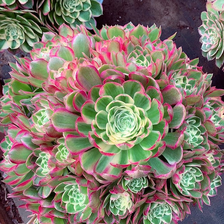 海王啊啊啊啊啊啊啊