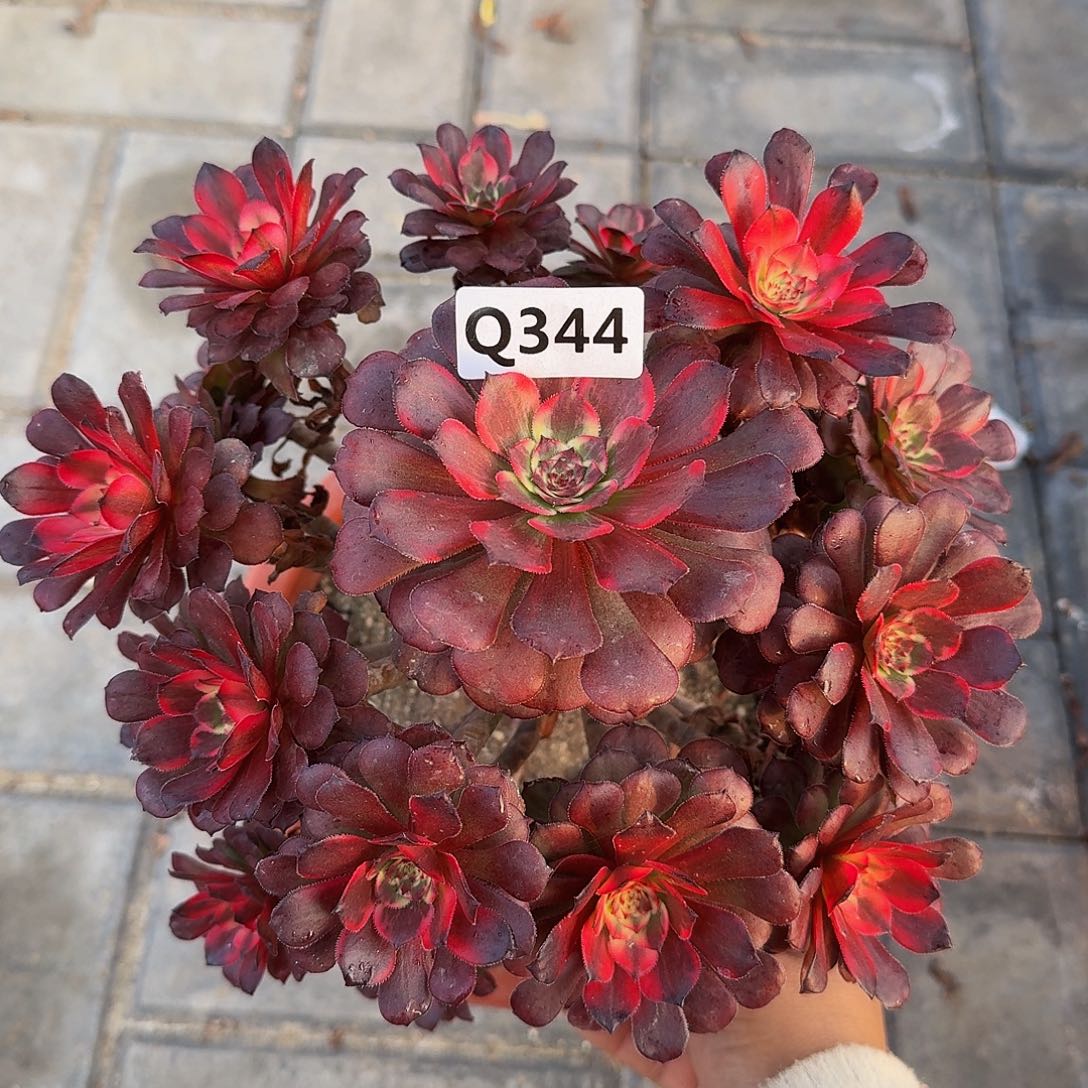 344烟花21.2左右4444