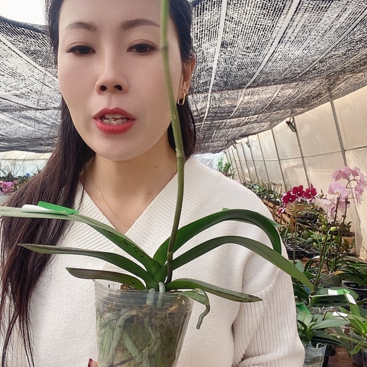 无花朵水墨江南蝴蝶兰