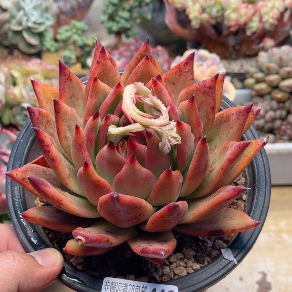 【闪购商品】446红老虎