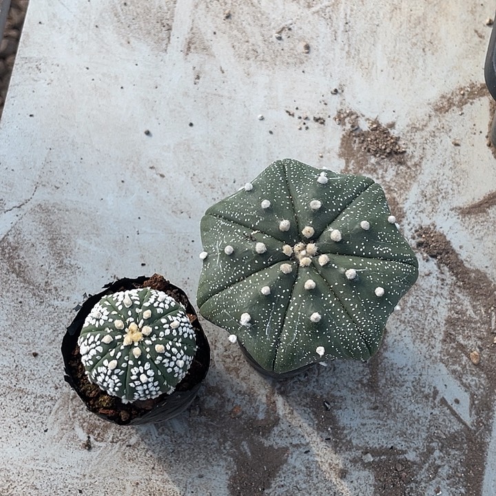 实生兜福利福利福利