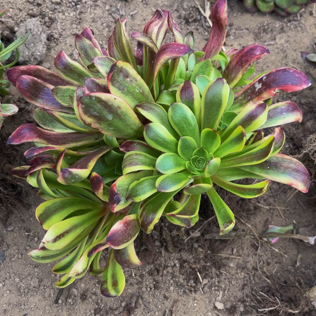 欧经理多肉植物捧花10