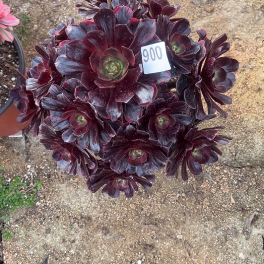 900爱神多肉植物花花