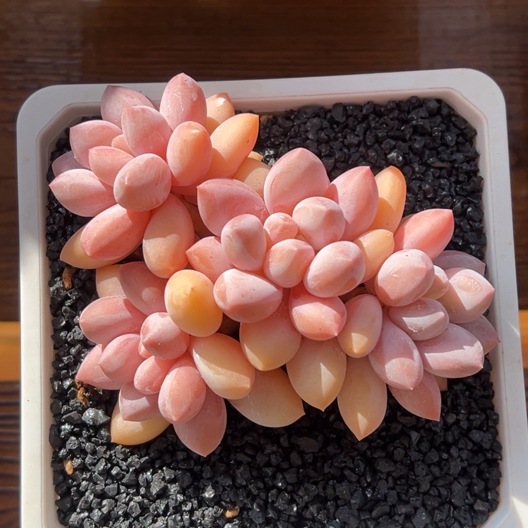 张张精品多肉甄选香所