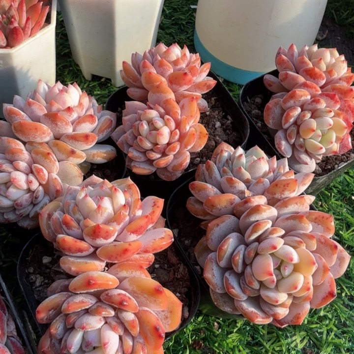 星星橙。双头。                            