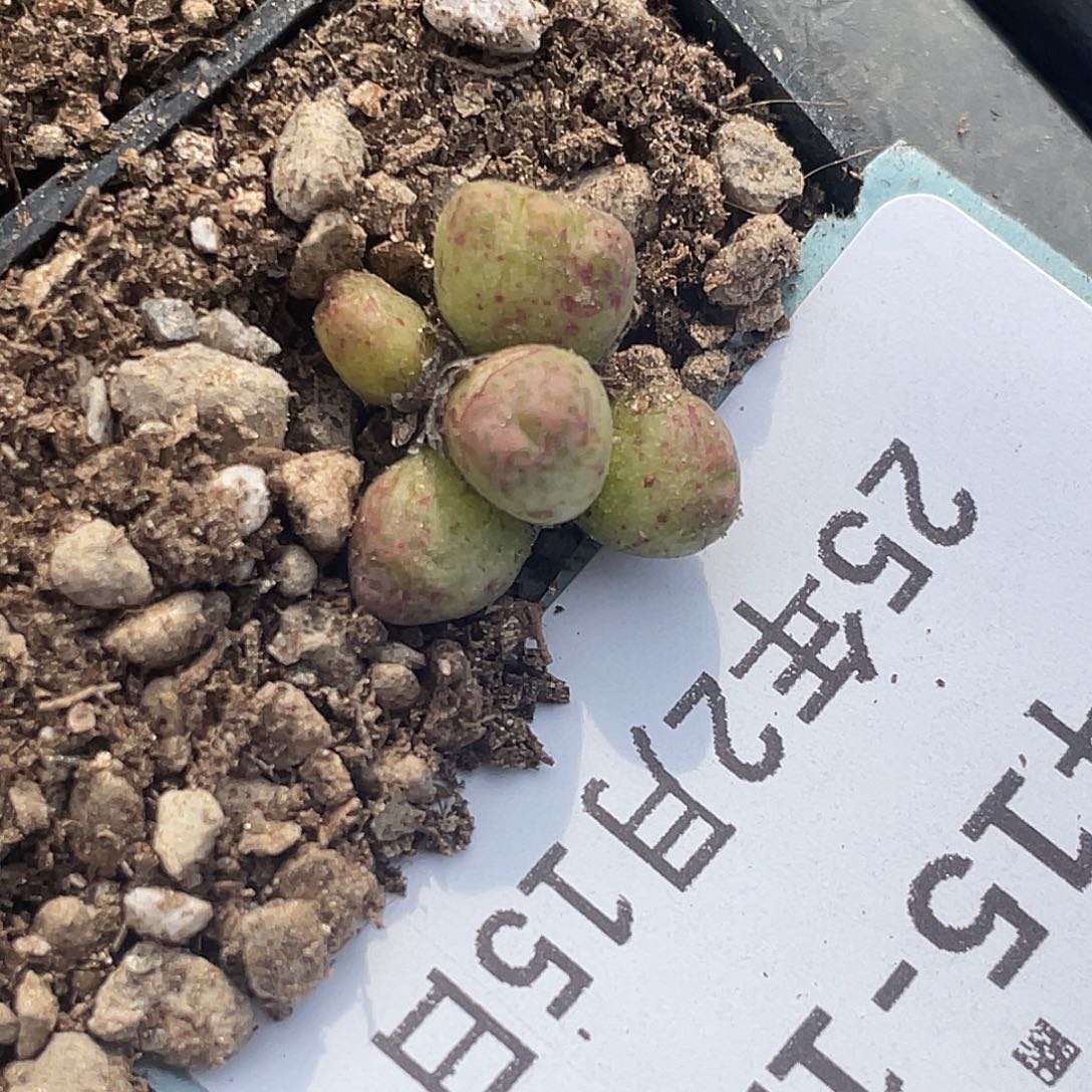 15-126斑马多肉植物