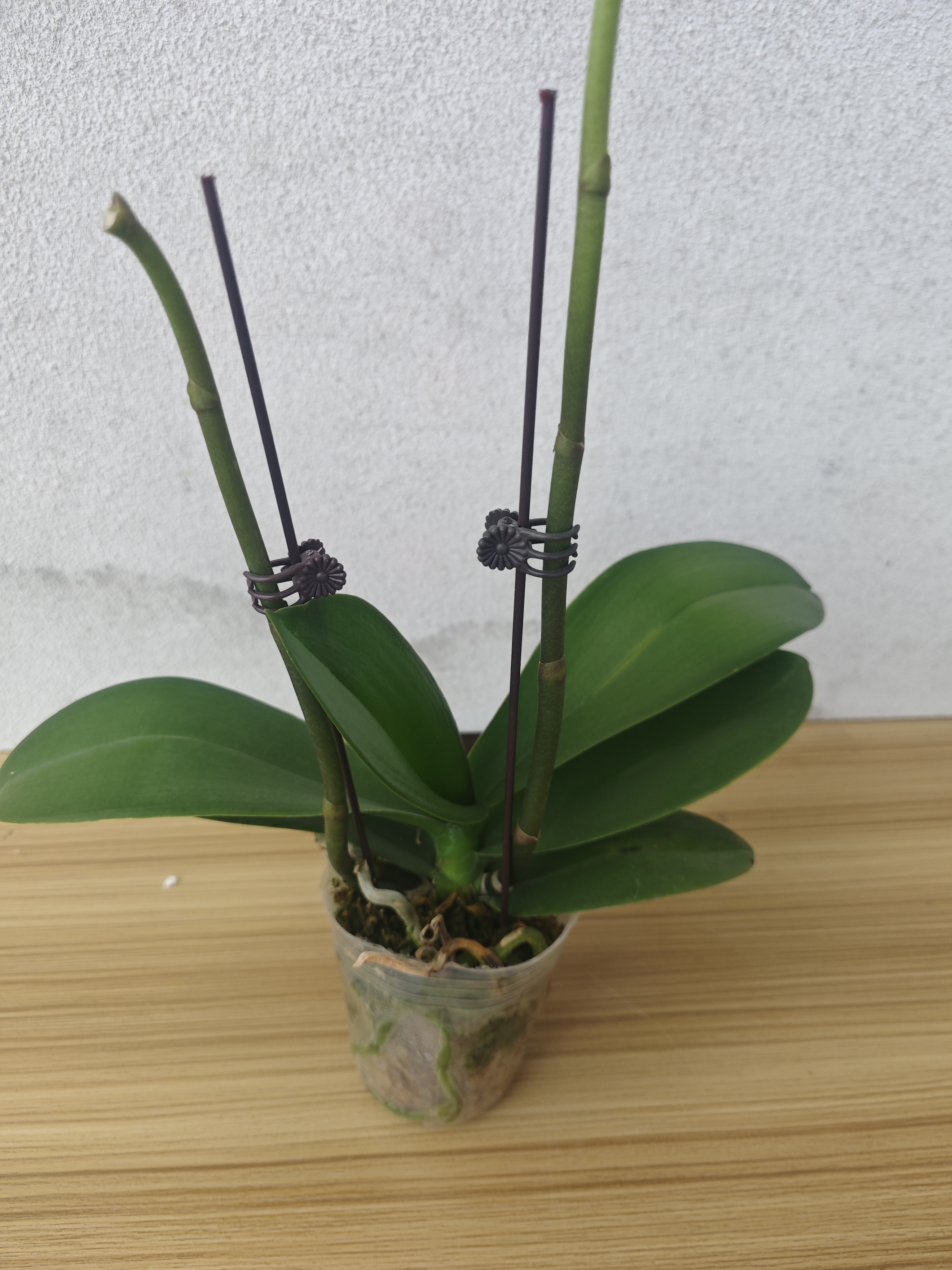 复花专用 好养耐开花期长