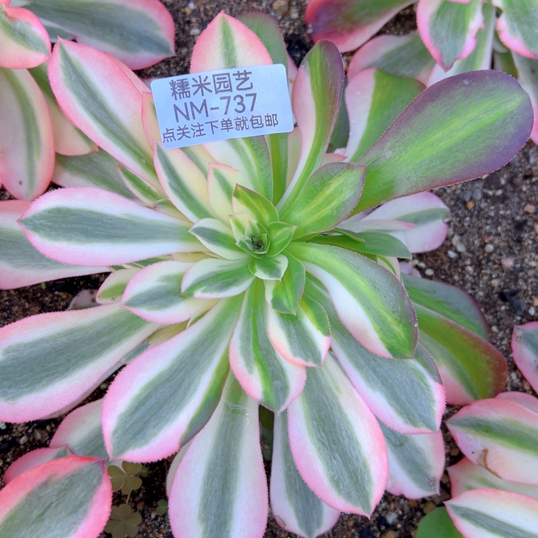 粉女巫阴阳花脸多肉植物737