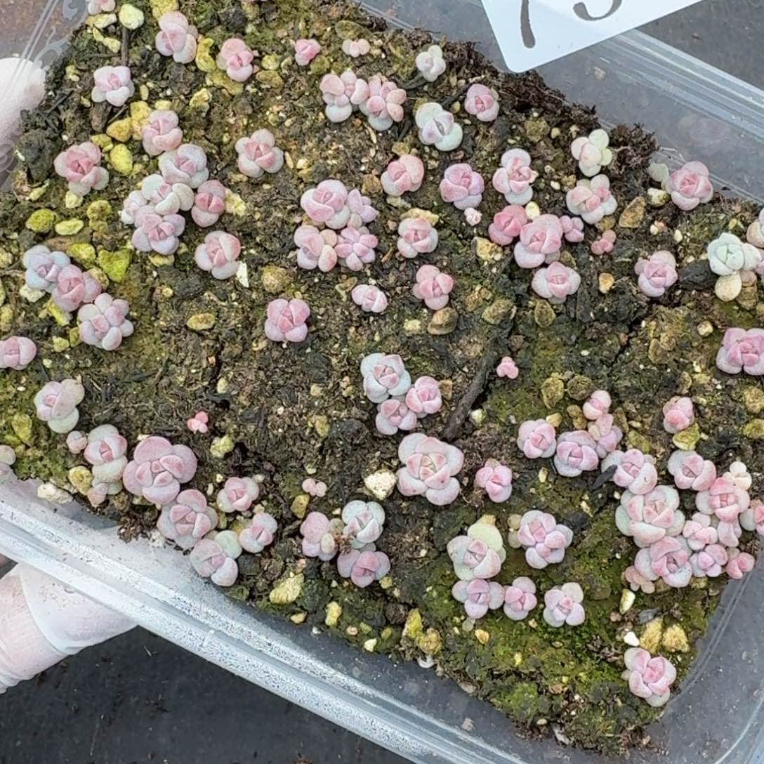 多肉植物多肉植物758