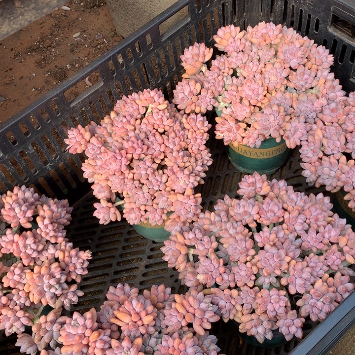 全粉透星戴露多肉植物两单包邮