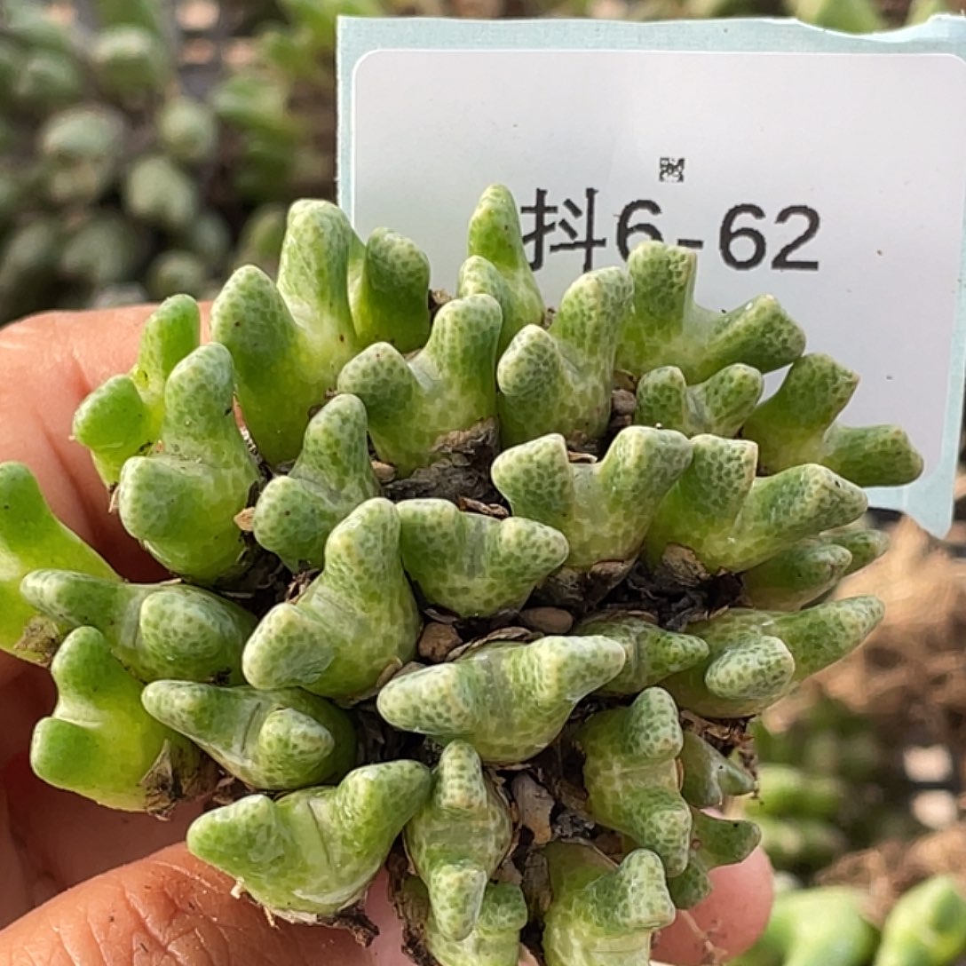 阿***啦6-61肉锥多肉植物