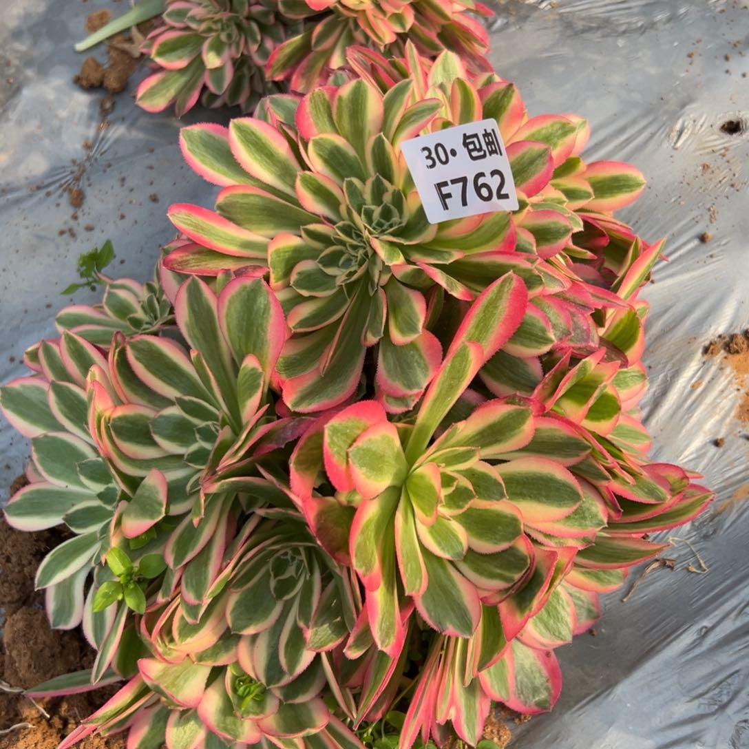 用****0762女巫缀多肉法师