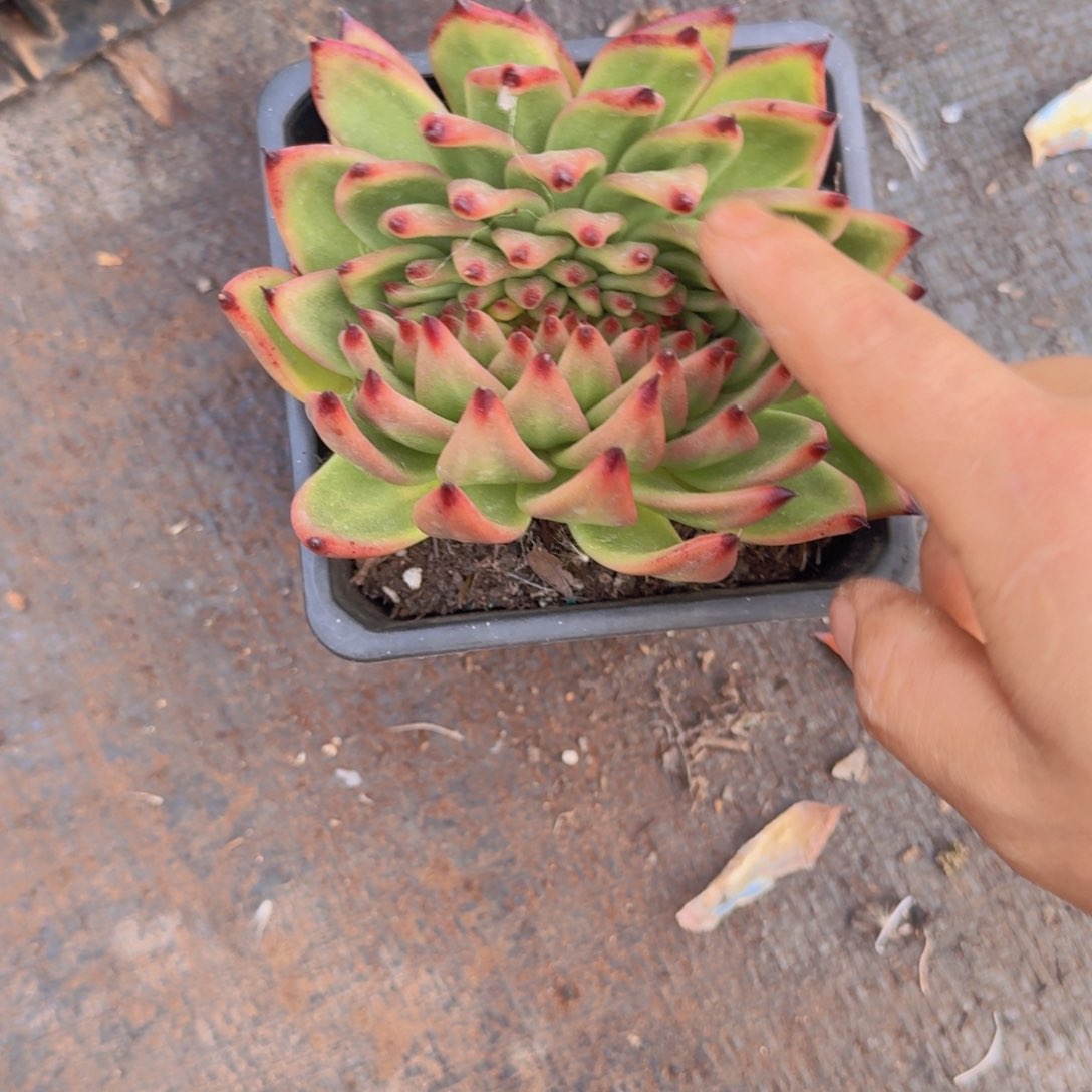 黄*白弗兰克最话