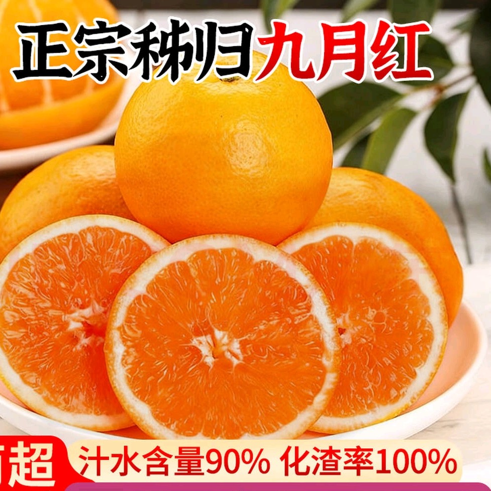 (5斤精品果)正宗秭归九月红果冻橙应季水果[产地直发][自吃尝鲜]