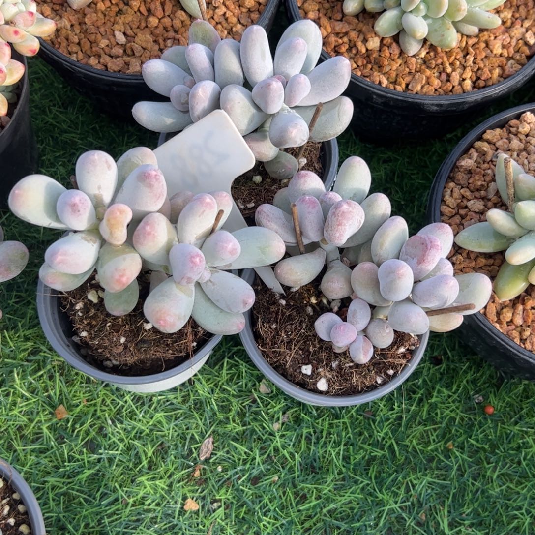 吕***金三颗一起多肉植物