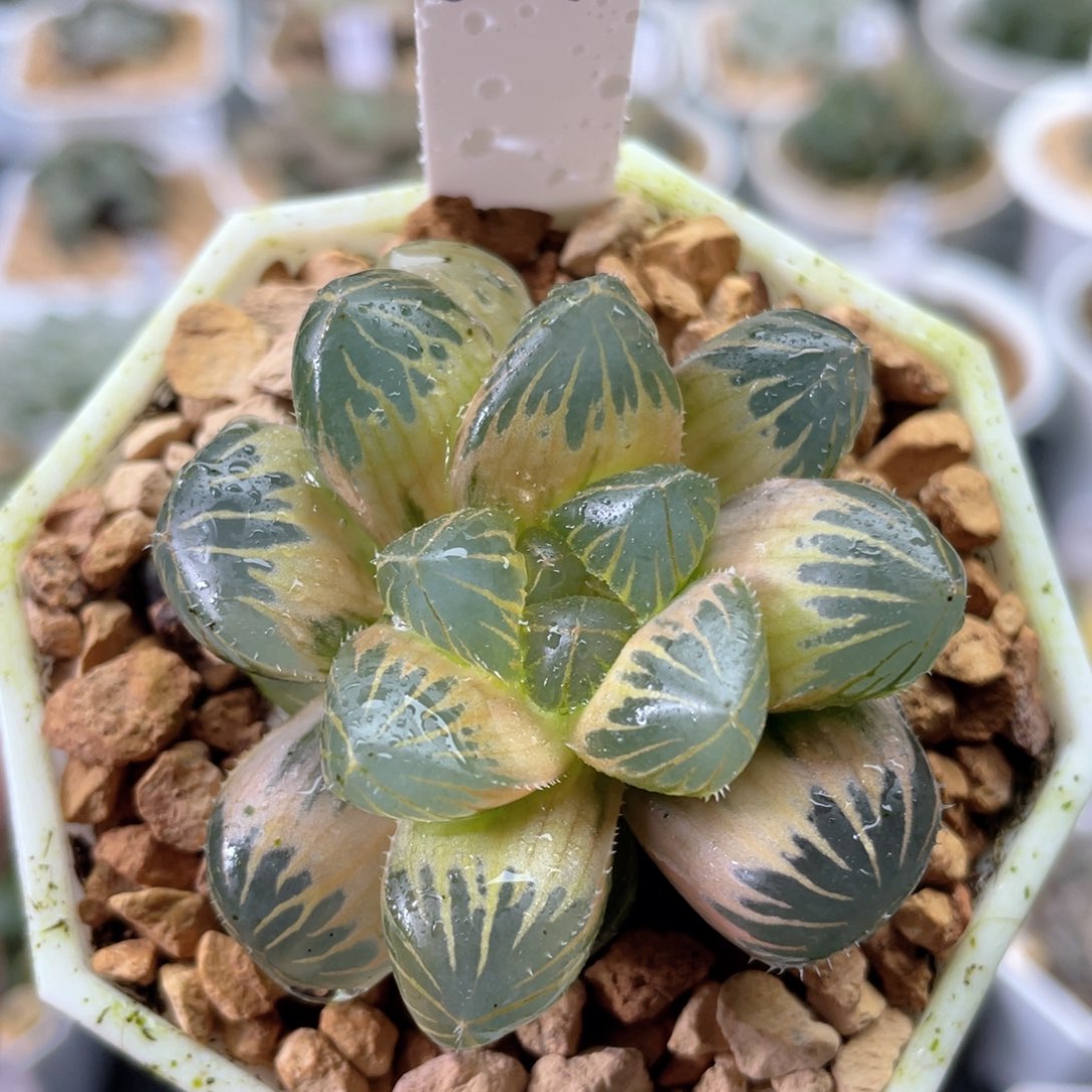 64糊斑烈焰之心锦。          