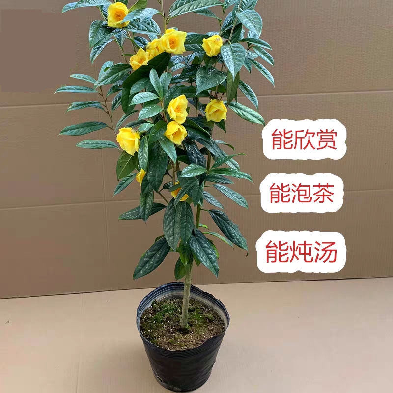 防城金花茶树苗金茶花苗原生金黄色花庭院外四季花卉绿植花苞