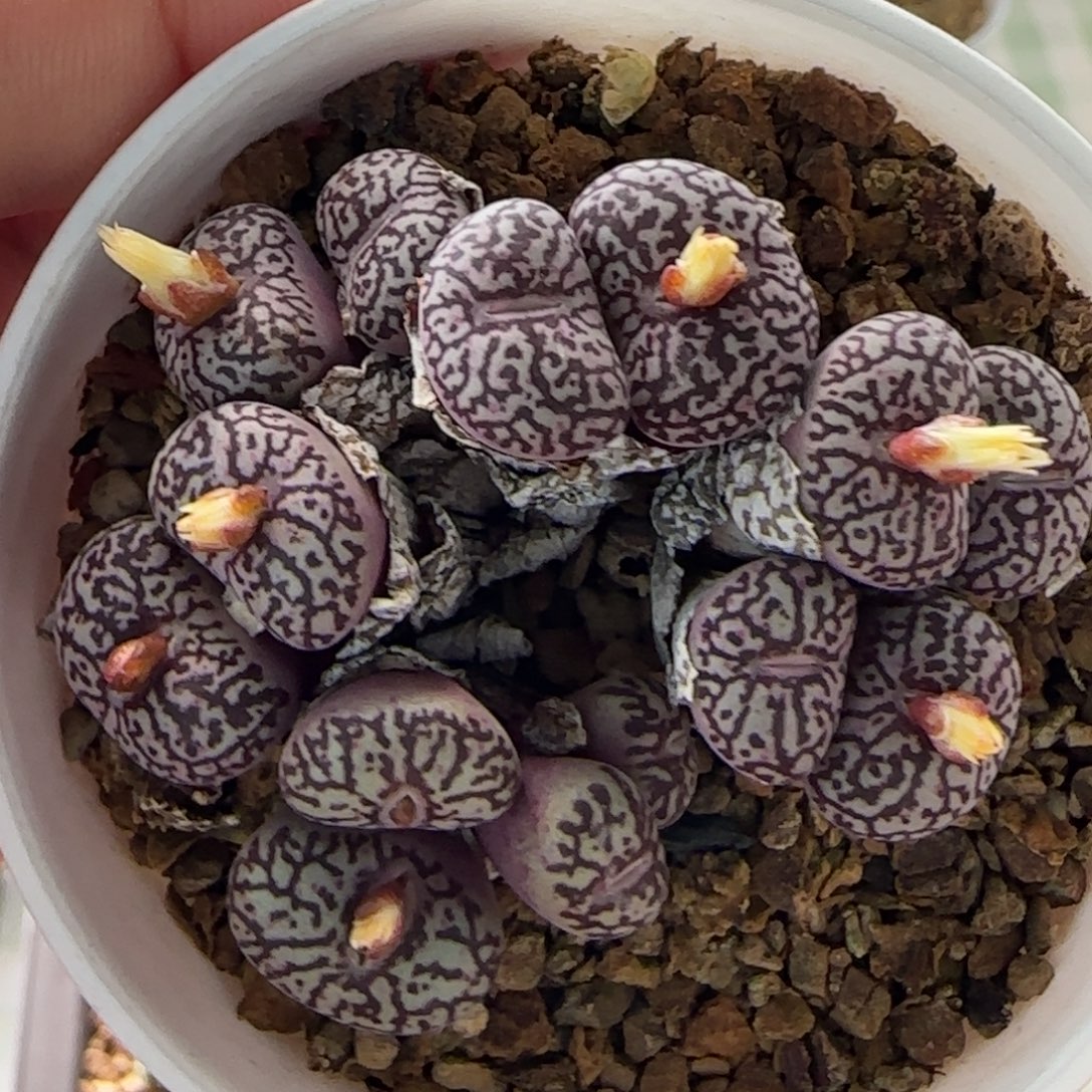 墨小锥超级墨小锥