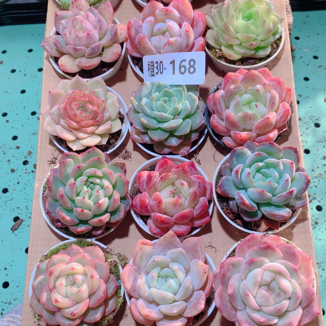 30-168一物一拍多肉带盆18颗
