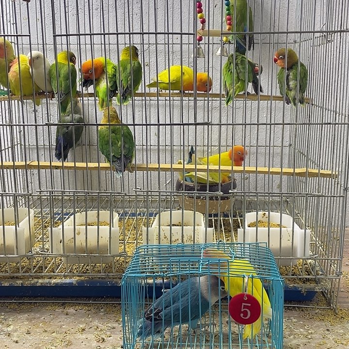 陈***锅虎皮鹦鹉黄金丝一只普兰黑头一只