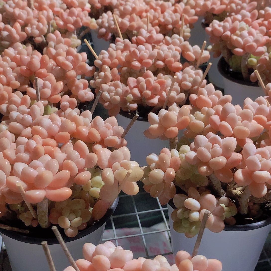 老庄鱼子酱2346788990