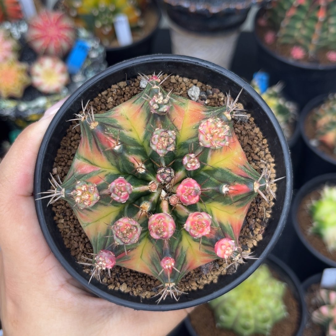 A301 泰系米哈锦 侧牙 带盆土7.2