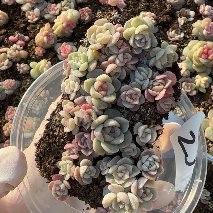 24 号王者系列多肉一盒