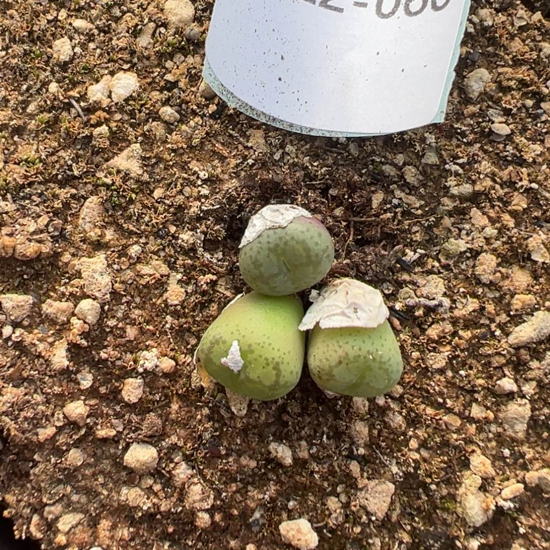 22-60量拍悟空猴3颗