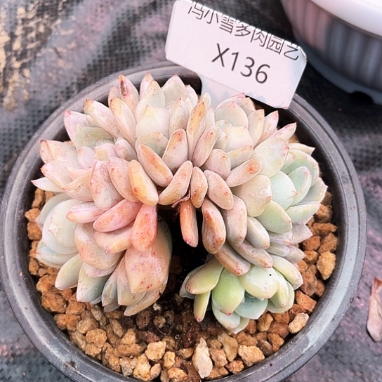 我是第一百个为妖刀应援的阴阳桃花