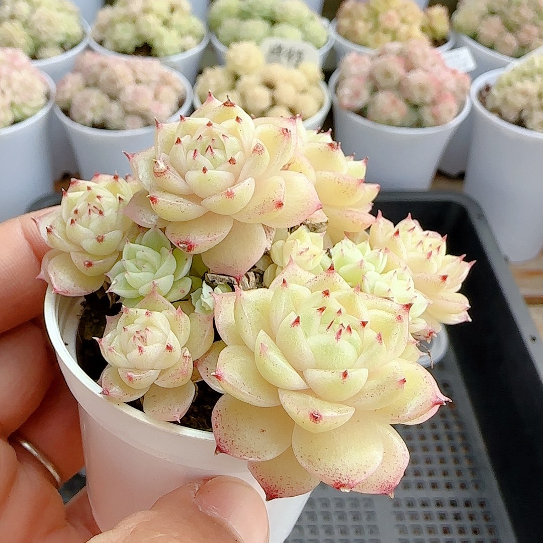 安****1221-26（m1-461）专拍