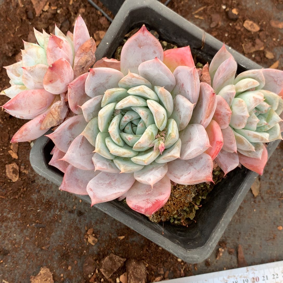 7712杂交多肉老桩