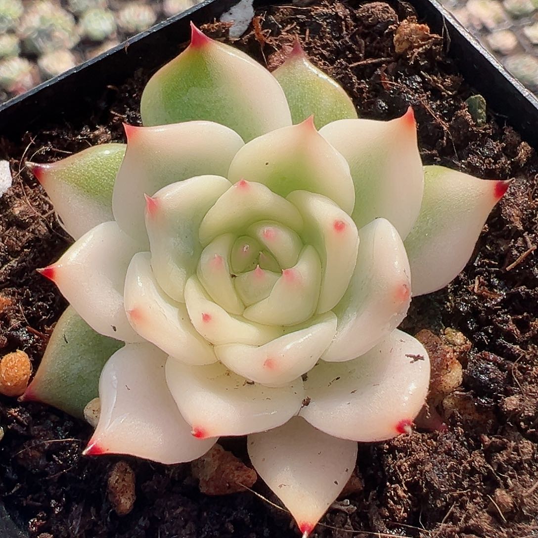 吉娃娃锦，覆轮锦