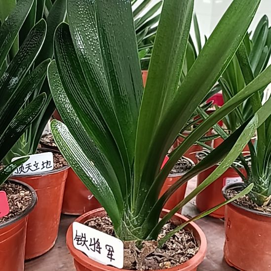 静***）                