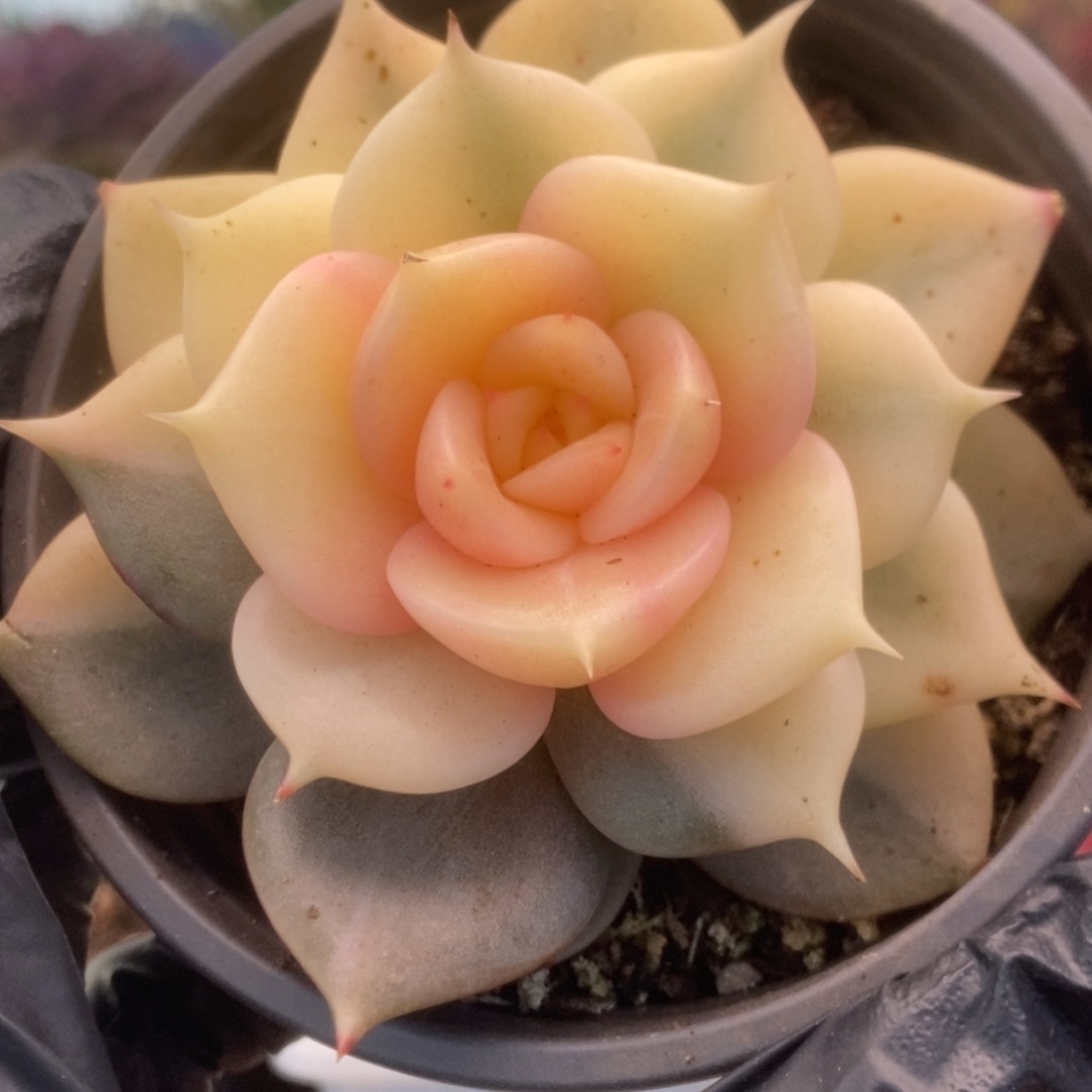 682贝加尔湖叶心全拉要砍锦