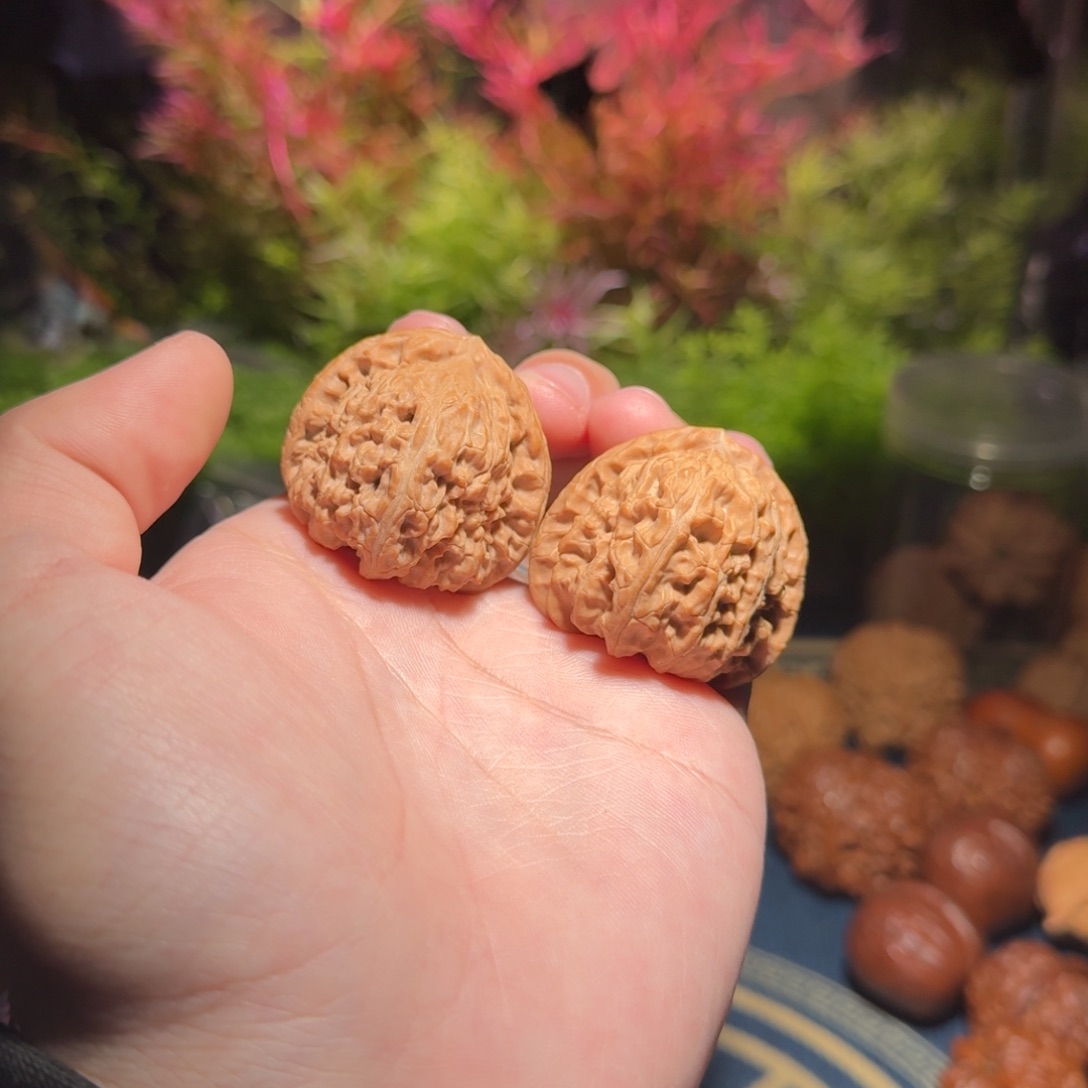 841号38三角白狮子文玩核桃