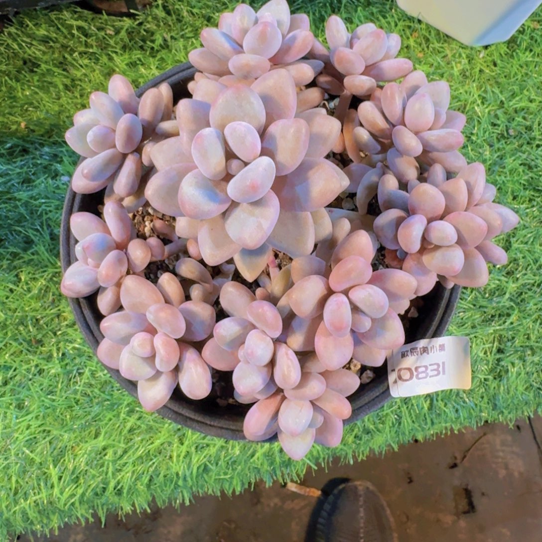 多肉植物蜜多利0831