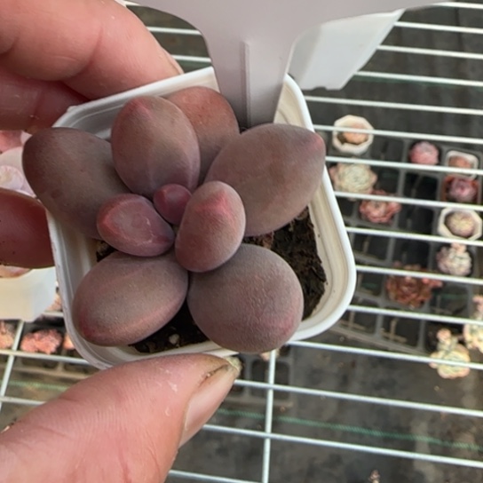 212糖果一物一拍多肉